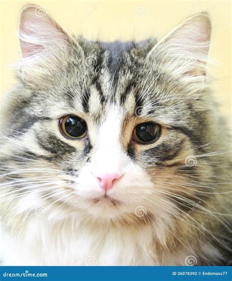 Male of siberian cat stock photo. Image of animal, siberian - 36078392