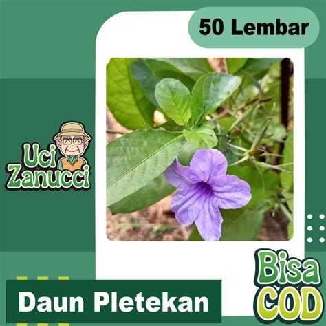 Jual Daun Pletekan Kencana Ungu Segar 50 Lembar Shopee Indonesia