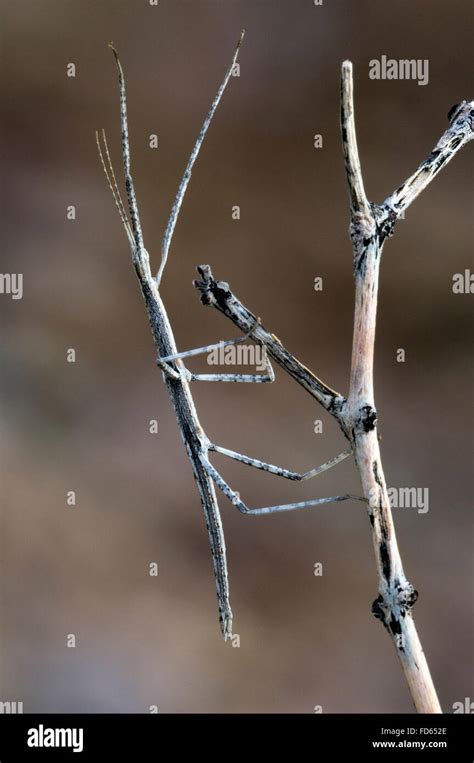 Stick insect / walking stick / phasmid (Phasmatodea sp.) on branch, Organ Pipe Cactus National ...