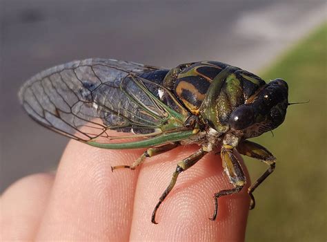 A Beautiful Cicada In Don Mills Rtoronto