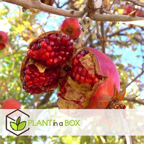 Plant In A Box Punica Granatum Early Granaatappelboom Fruitboom