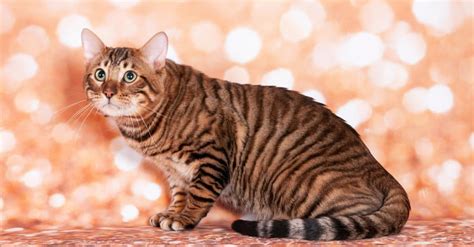 10 Domestic Cats That Look Like Tigers Cheetahs And Leopards A Z