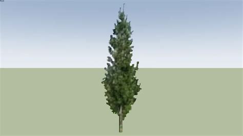 columnar white pine  warehouse