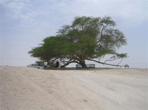 The Tree of Life Bahrain - Mysterious Nature