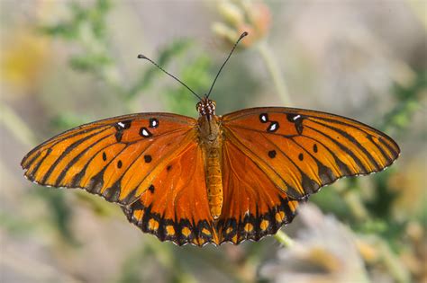 Gulf Fritillary Atlides Vanillae