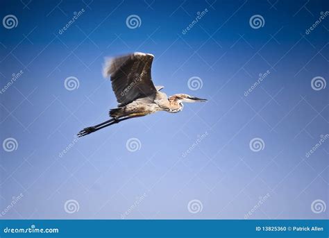 Goliath Heron Stock Photo Image Of Flying Ardea Flight 13825360