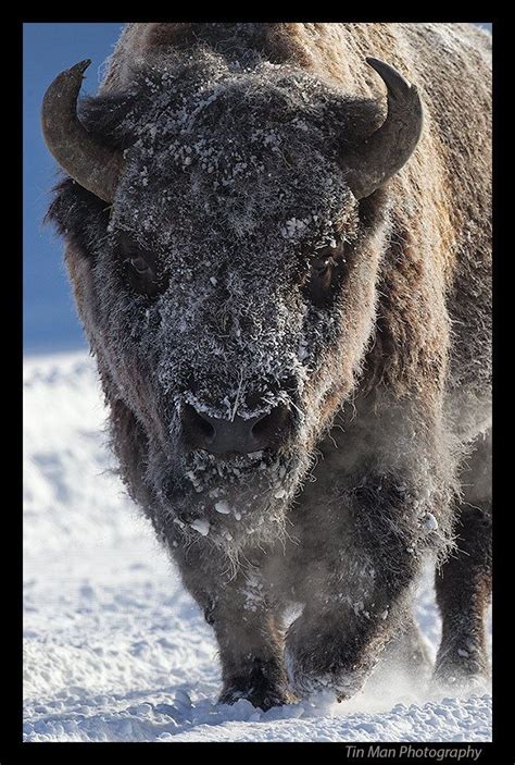 A Bison Is Walking Through The Snow