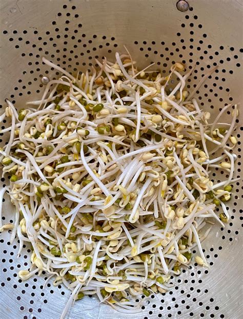 How To Grow Bean Sprouts At Home Saengs Kitchen