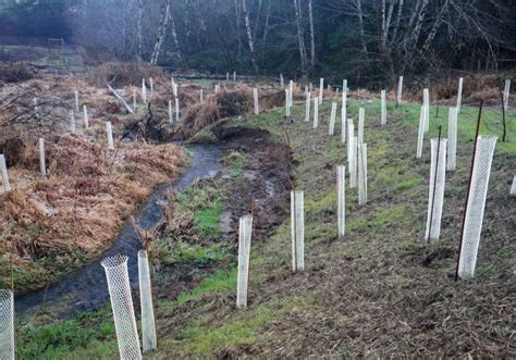 Riparian Planting Coos Watershed Association