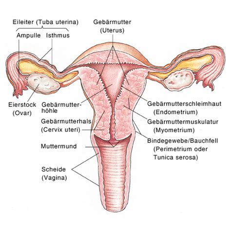 Endometriumhyperplasie Verdickung Der Geb Rmutterschleimhaut Eesom