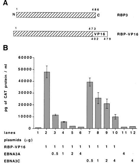 Ebna3a And Ebna3c Inhibit Rbp Vp16 Mediated Activation A Schematic