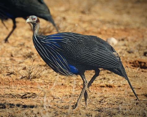 Definitive Guide To Vulturine Guineafowl Facts, Habitat, Conservation ...