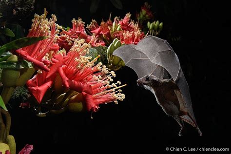 Lesser Dawn Bat In May 2021 By Chien Lee Feeding At Flowers Of Durian