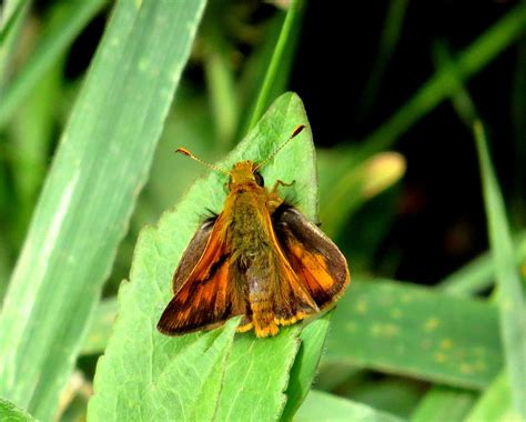 Oh So Pretty Woodland Skipper Ochlodes Sylvanoides Butt Flickr