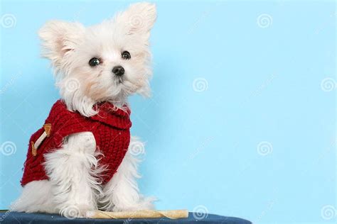 Maltese Dog Stock Image Image Of Little Purebred Studio 8081299