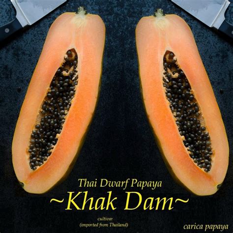 Graines De Papayer Nain Longue KAK DUM Carica Papaya Prix 2 75