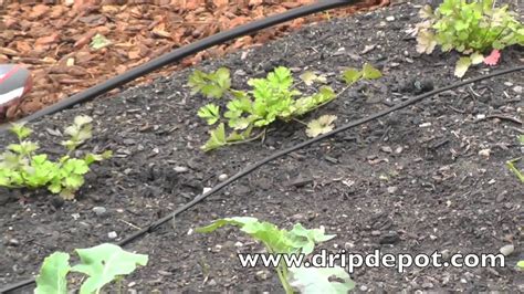 How To Setup A Drip Irrigation System For A Small Vegetable Garden