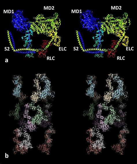 (a) The interacting head motif (IHM) of the two myosin heads in a ...