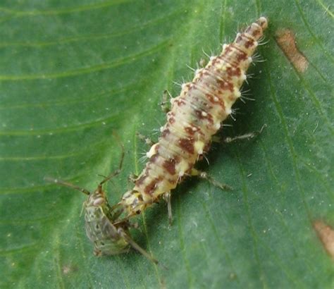 Province Of Manitoba Agriculture Lygus Bug