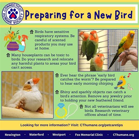 How To Care For A Pet Bird