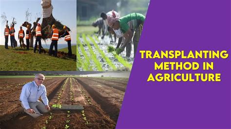 Transplanting Method In Agriculture Bsc Agriculture Notes