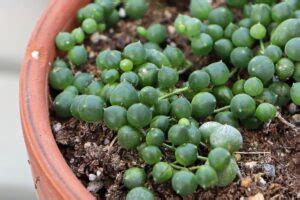 String Of Pearls Propagation Guide (High Success Rate) | Succulent Alley