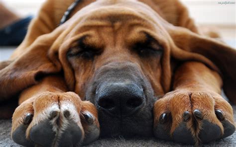 Cute Bloodhound wallpaper | 1920x1200 | #12394