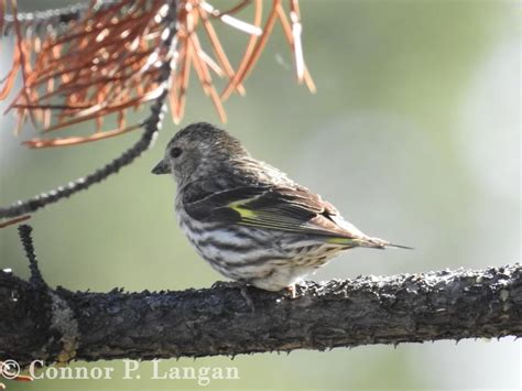 Finches In Texas – The Complete Guide To Texas Finches