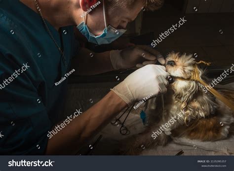 Veterinary Surgeon Process Dog Throat Surgery Stock Photo 2135395357 ...