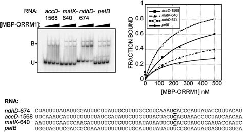 An RNA Recognition Motif Containing Protein Is Required For Plastid RNA