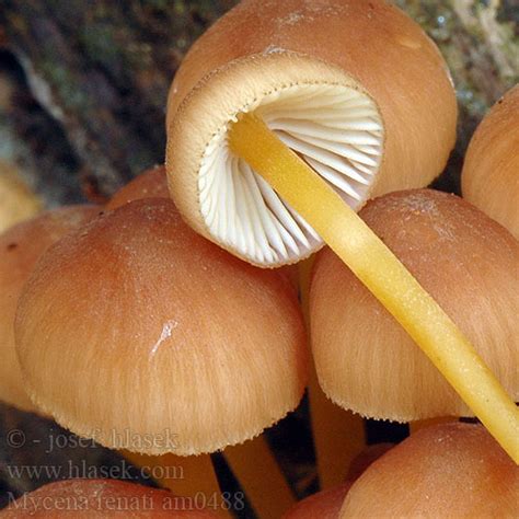 Mycena Renati Luteoalkalina Flavipes Helmovka Lutonoh Medonoh