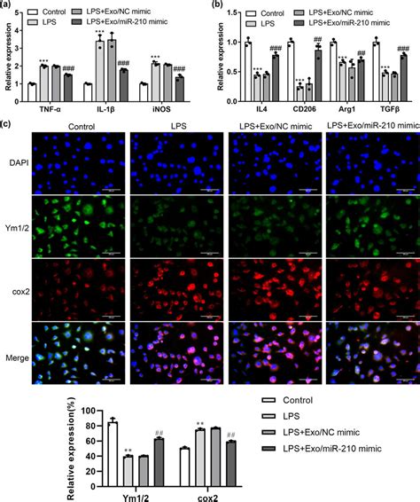 Exosomal Mir Promoted M To M Phenotypic Conversion Of Microglia