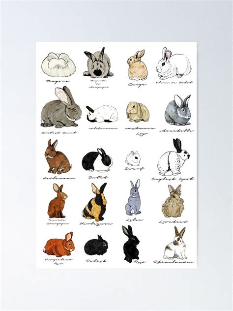 Rabbits Poster For Sale By Katherineblower Redbubble