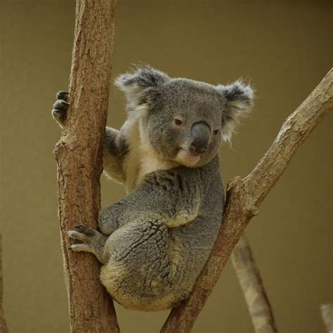 きょ on Instagram 寝起きでぼやぼやのシャインくん 王子動物園 コアラ koala シャイン シャインくん