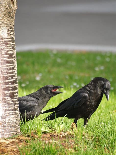 American Crow And Fledgling Corvus Brachyrhynchos This F Flickr