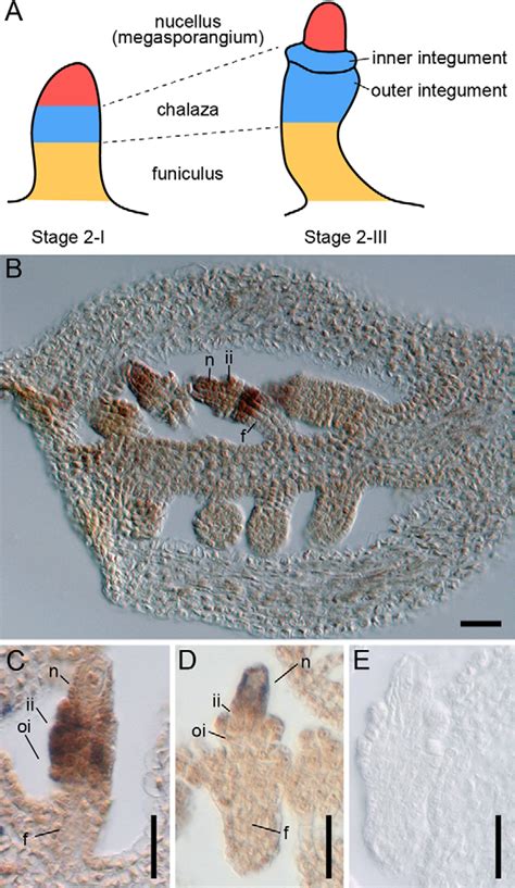 Patterning Of Ovules And Wus Expression In Cna Phb Phv A Three