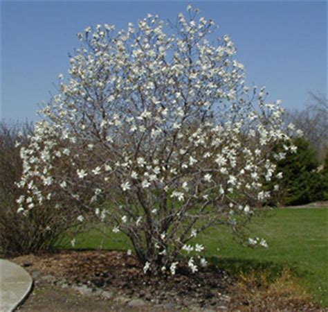 Star Magnolia, Magnolia stellata – Wisconsin Horticulture