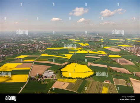 Aerial View Rape Fields Suderwich Essel Recklinghausen Ruhr Area