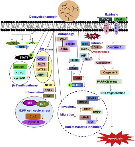 Schematic Representation Of Molecular Targets Of Deoxyelephantopin On