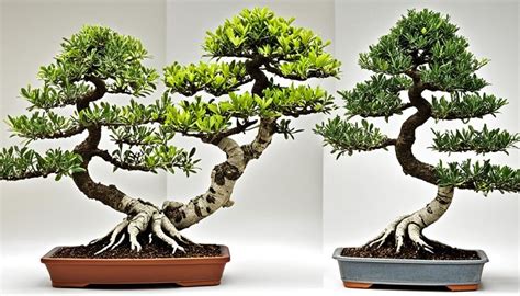 Ulivo Bonsai Guida Alla Coltivazione E Cura