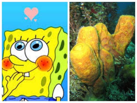 Spongebob Characters And Their Animal Twins Spongebob Character Animals