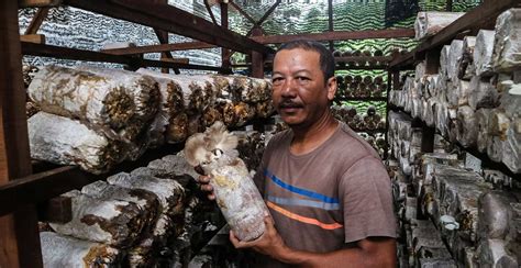 Budidaya Jamur Tiram Buletin Pasarmikro