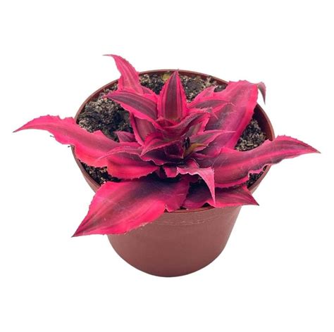 Jaxnfuro Cryptanthus Bivittatus In A 2 Inch Pot Red Star Bromeliad