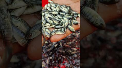 TIGER MONOSEX TILAPIA PONA হম ডলভর দওয হয Call 01912985273