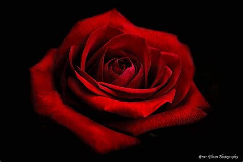 Dark Red Rose Photo, Red Rose Photograph, Rose Fine Art Print, Deep Red ...