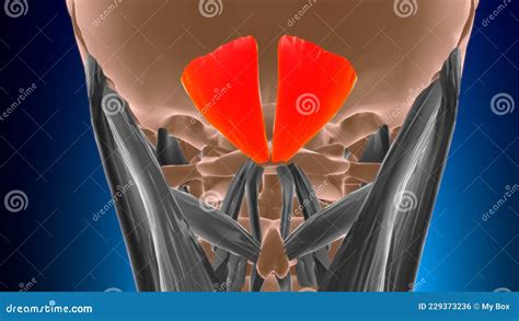 Rectus Capitis Posterior Minor Muscle Anatomy For Medical Concept 3d Stock Illustration