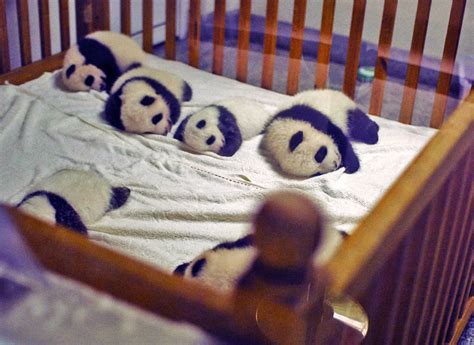 Crib of baby pandas : r/pics