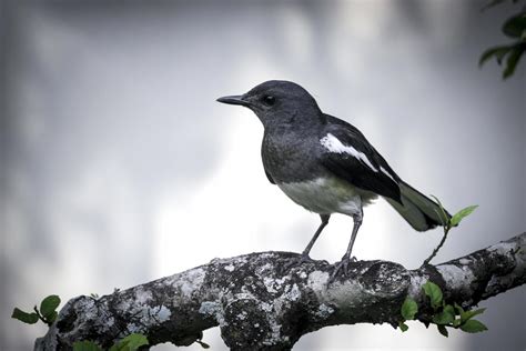 Oriental Magpie Robin Stock Photos Images And Backgrounds For Free