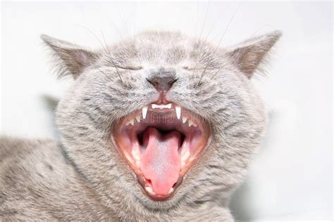 Cat with open mouth stock image. Image of domestic, teeth - 29480433