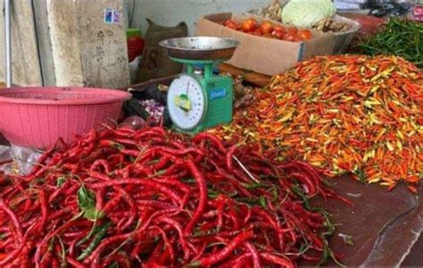 Lebih Pedas Cabai Lokal Pangkalpinang Tembus Rp Ribu Per Kilogram